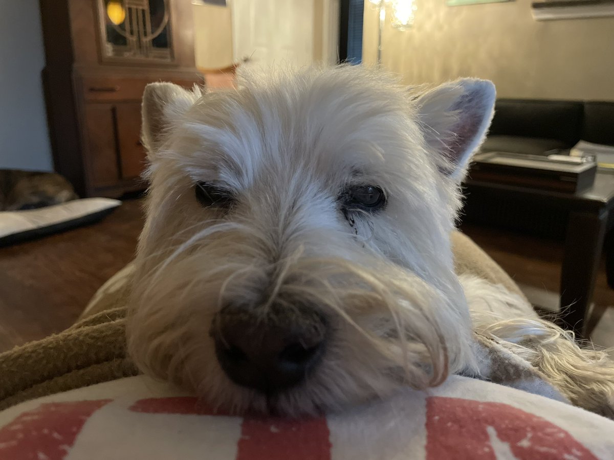 EnzoWestie's tweet image. Good night to everyone, especially President #ScrantonJoe who called it like we all see it.