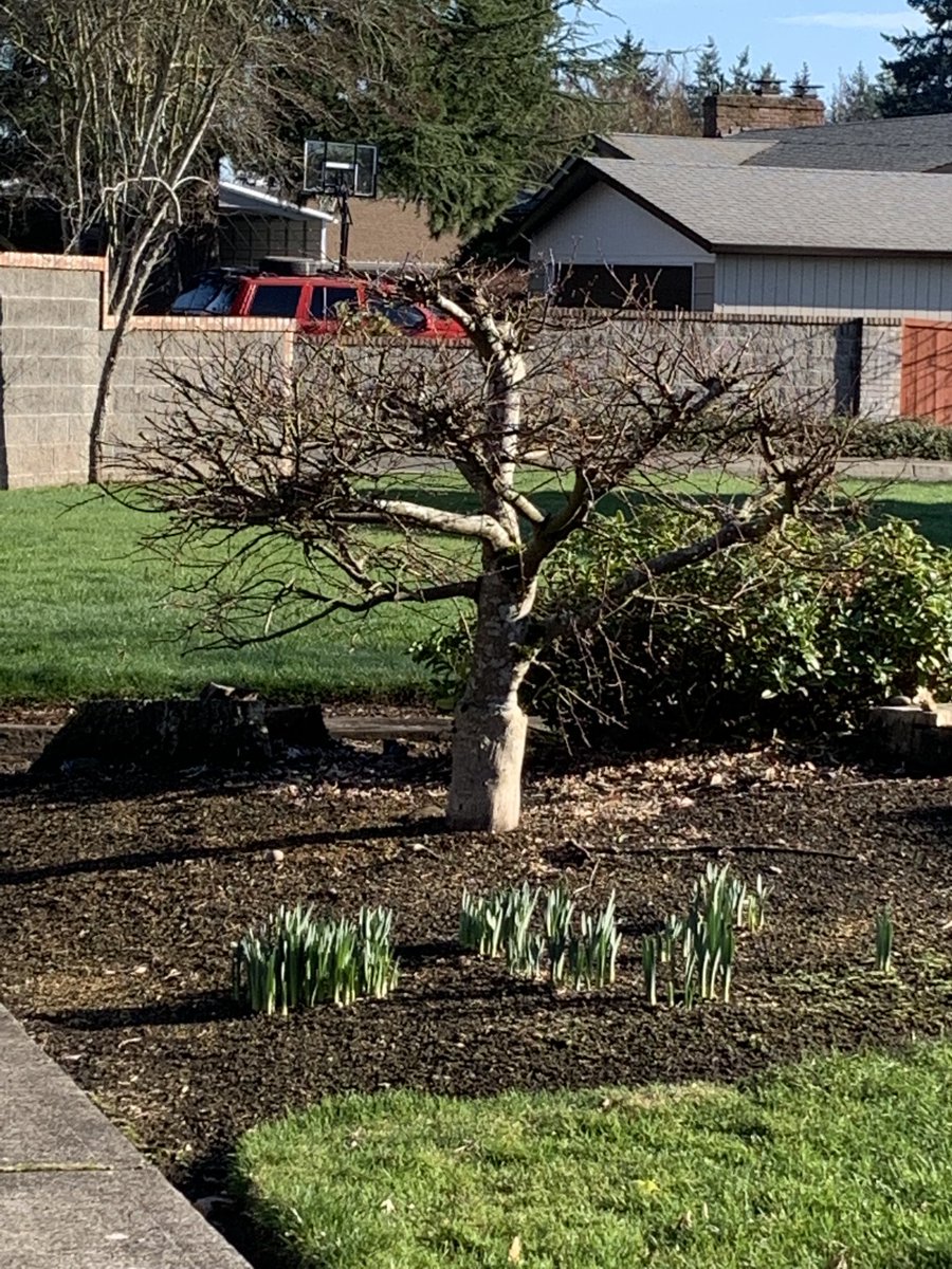 NancyPettit's tweet photo. Whaaat?! Daffies are popping up! #PNW #iswinterover #ilikeflowers https://t.co/IVHdKV8LU0