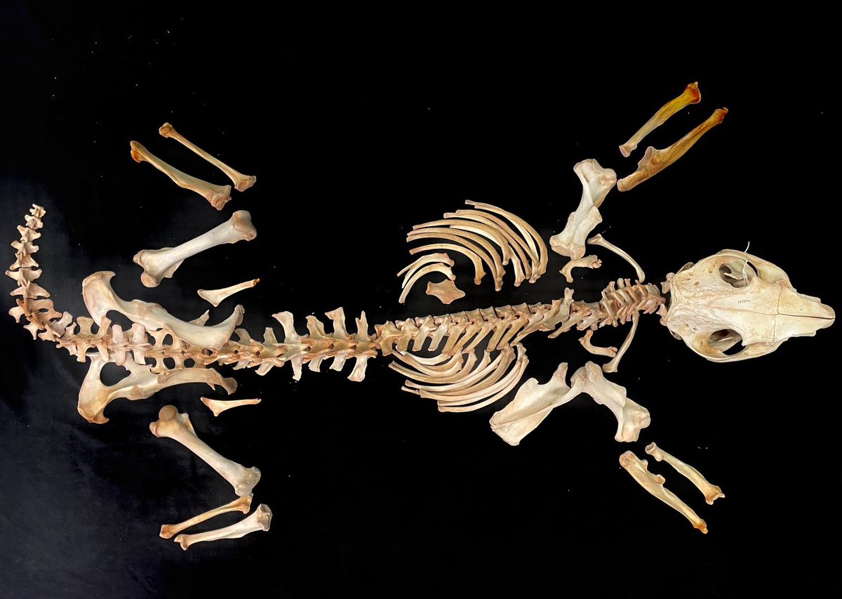 A near complete Southern Hairy-Nosed Wombat skeleton (c) WA Museum