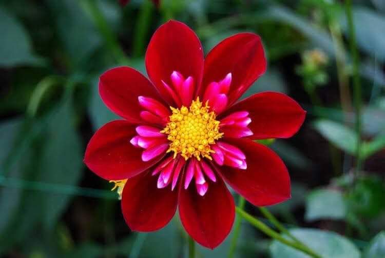 1 flor. Цветок png 400 400. Цветочек jpg. Цветы которые сеют в декабре на рассаду. 1 flor.