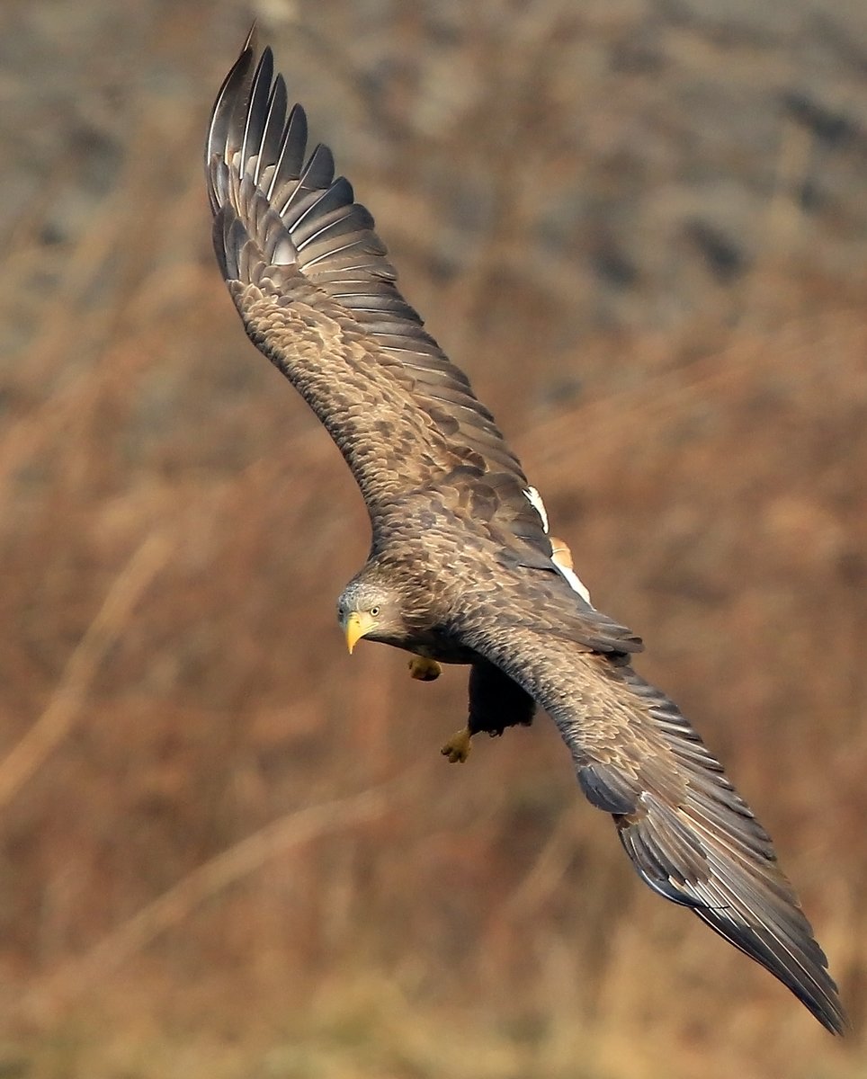 A white-tailed eagle is looking for prey with sharp eyes 
#whitetailedseaeagle #whitetailedeagle
#KGeography #SouthKorea #BirdsSeenIn2022 #birdwatching #birdphotography #NaturePhotography 

🔗k-odyssey.com/news/newsview.…