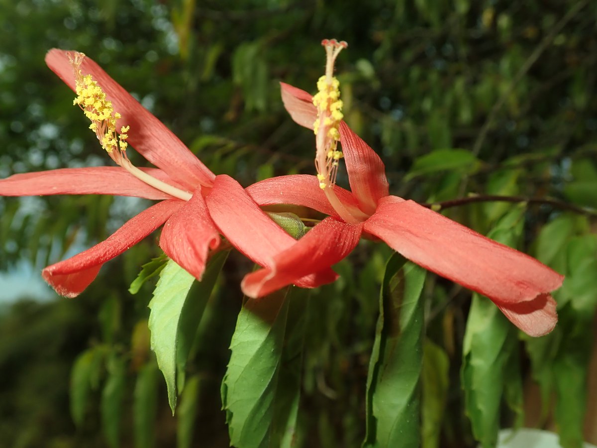Hibiscus perrieri, #Malvaceae, #Malavales, shrub endemic to #Madagascar observed in #Analalava forest #Sofia_region @TeamKMCC