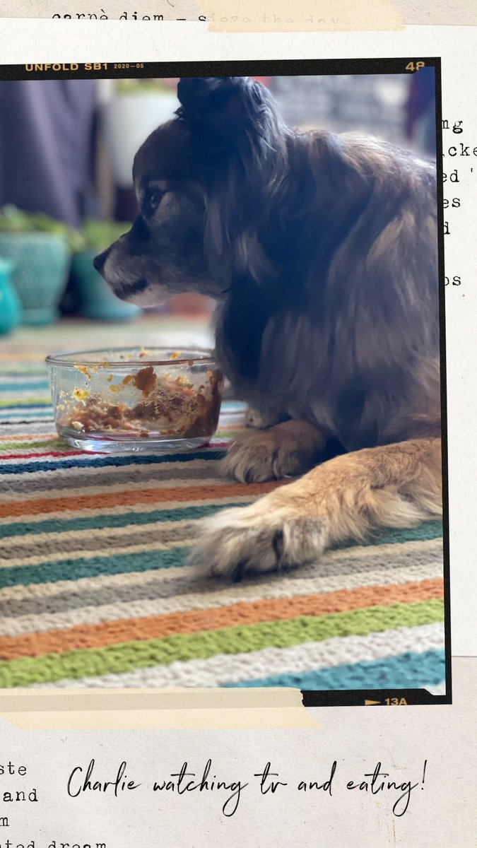 WillysClubhouse's tweet photo. I wonder if my mama realizes that Charlie is watching TV while eating just like she does! 🤣💭🐕 #dogdiary #willywonders #DogsofTwittter #doggydaycare #dogs #marinadelrey https://t.co/RVp7YqPtCE