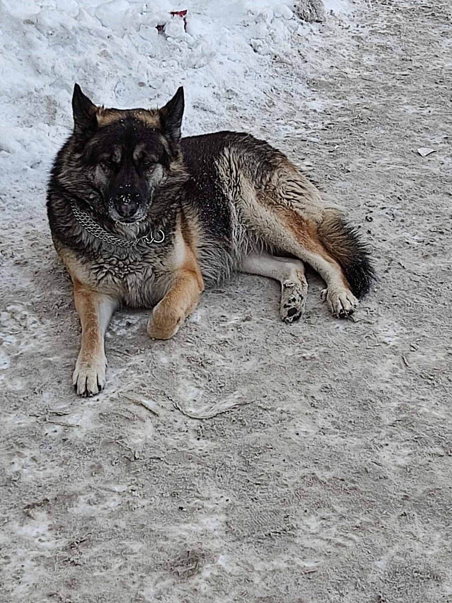 Прислали фото. В районе площади Революции собачка, видно, что потерялся. Пожалуйста максимальный репост и может кто группы какие знает, разместите пожалуйста