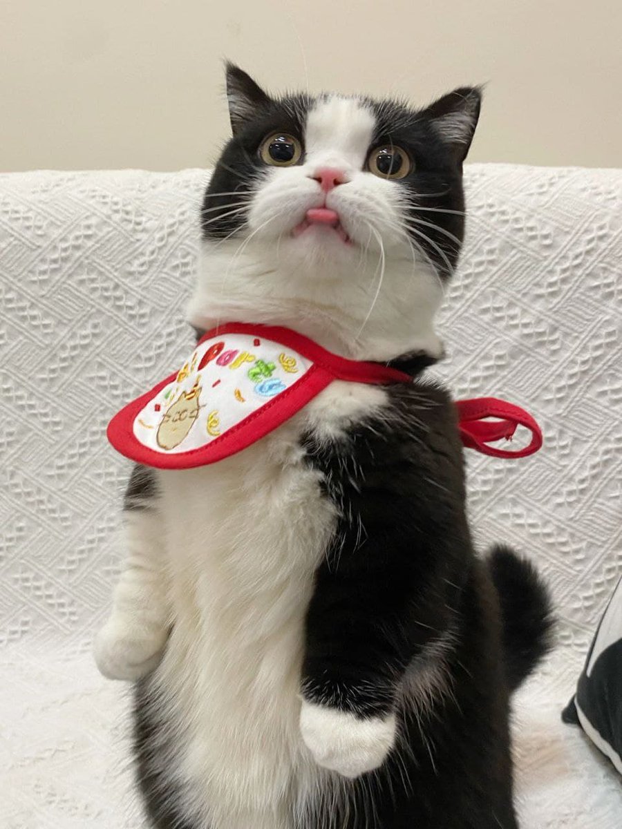 flybutt95484218's tweet photo. Look at its cute little face🥰 https://t.co/3v3SGJfvIm