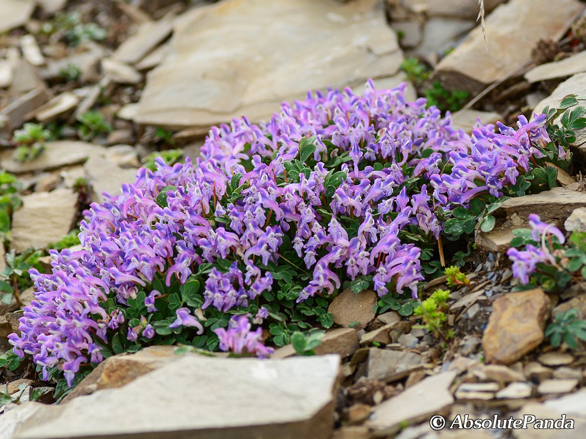 AbsolutepandaCD's tweet photo. This Corydalis dajingensis photo was taken at an alpine flowstone slope in the mountains of western Sichuan. Alpine scree is a transitional zone below the snow line and above the alpine meadows and is a unique ecosystem unique to alpine regions. 
#紫堇 #Corydalis #AbsolutePanda https://t.co/eFWxuRSgxe
