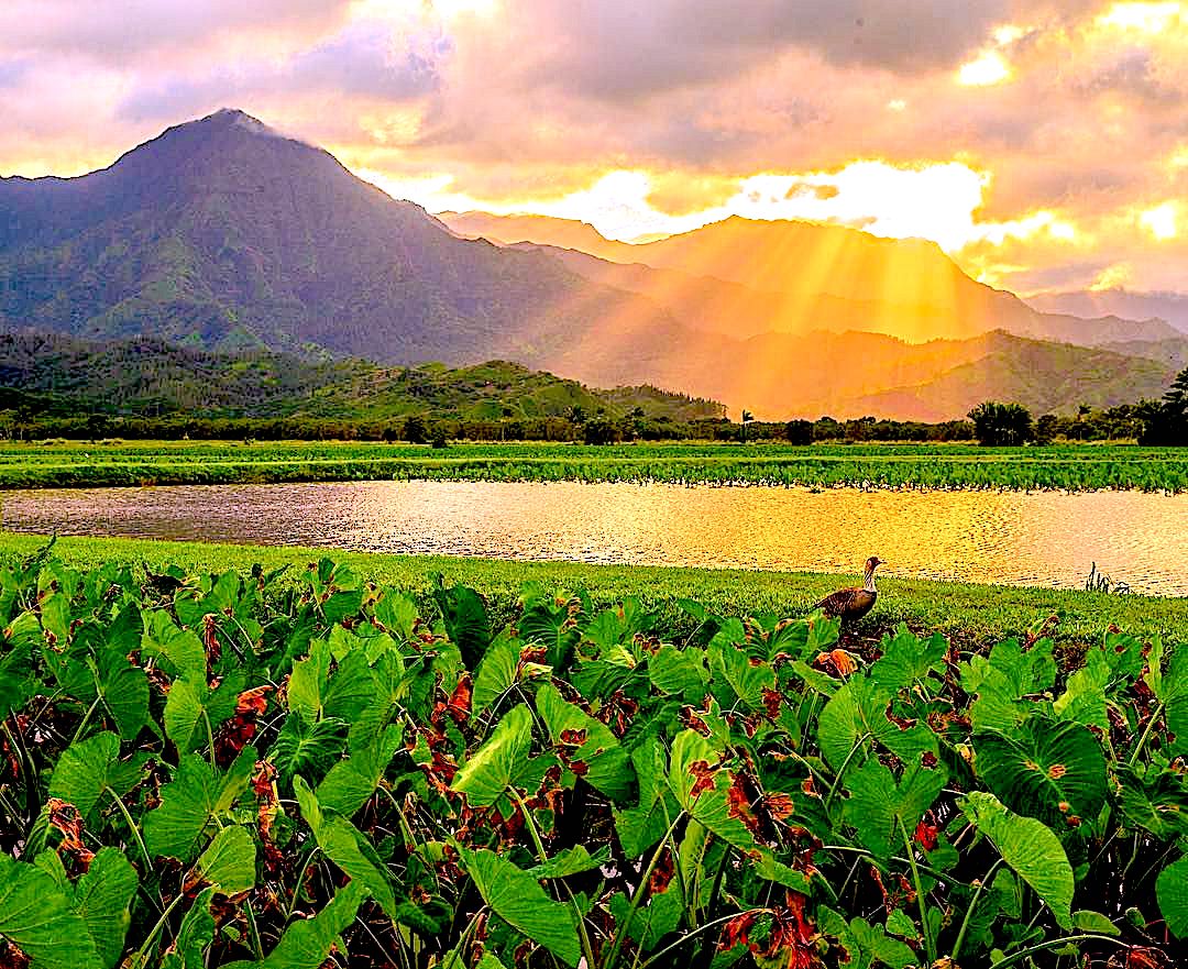 ccl_leader's tweet photo. Forested watersheds and wetlands supply 75 percent of the world’s accessible fresh water for domestic, agricultural, industrial and ecological needs. https://t.co/t9CieCxyYZ