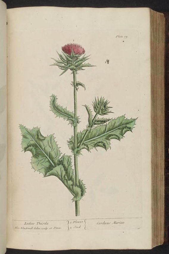 'Thistle' illustration by Scottish botanical artist and engraver Elizabeth Blackwell from the book 'A Curious Herbal', 1737  #WomensArt
#BurnsNight