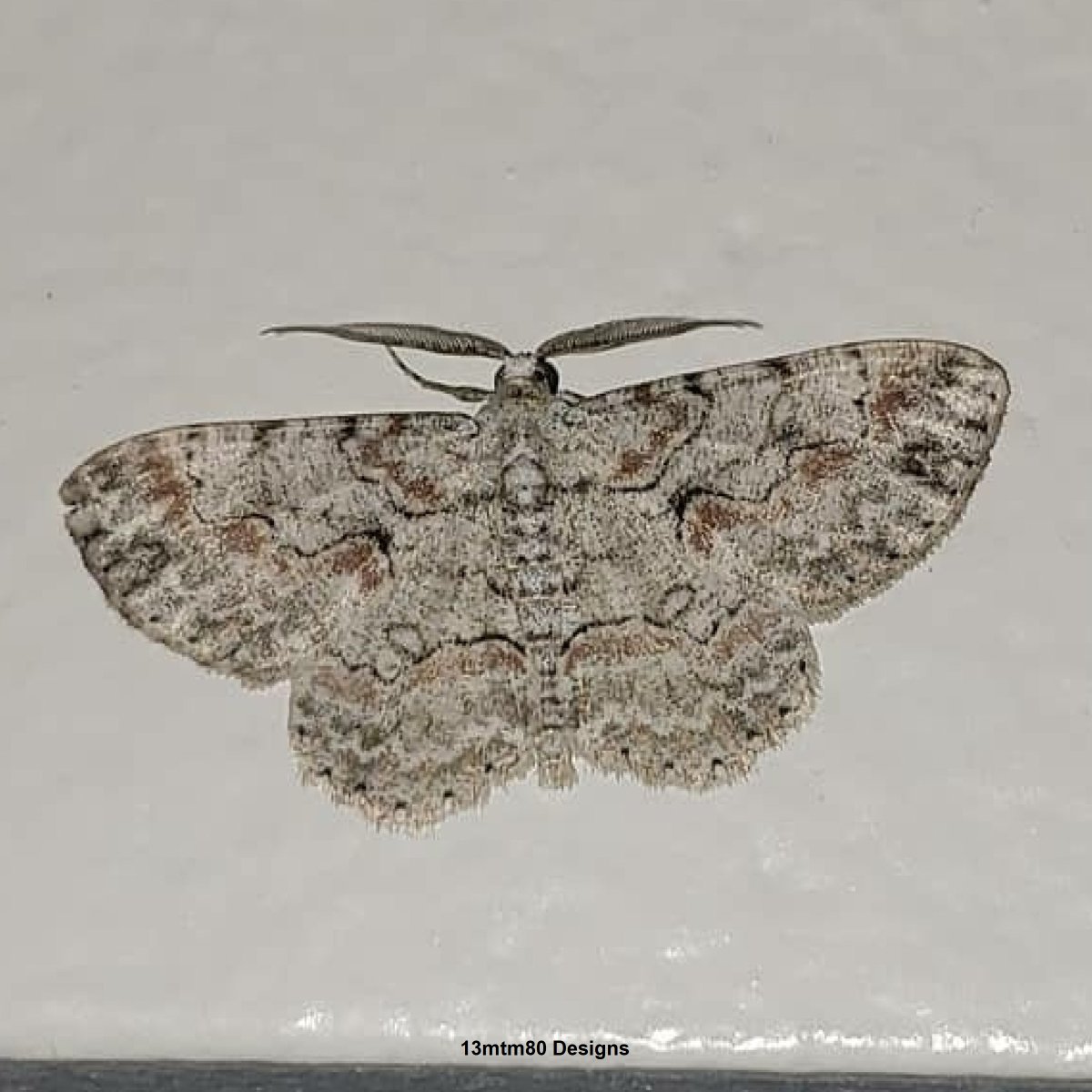 13mtm80_Designs's tweet photo. Photos of a fluffy-looking moth and a wide-winged moth. I donโt know what kind they are. Photo taken in Grove City, Ohio. August 2018.
-----------
#moth #fluffy #fluffymoth #moths #insect #wildohio #columbusohio #photography #photo #animalphotography #naturephotography #myphoto https://t.co/mvAXQ90NML