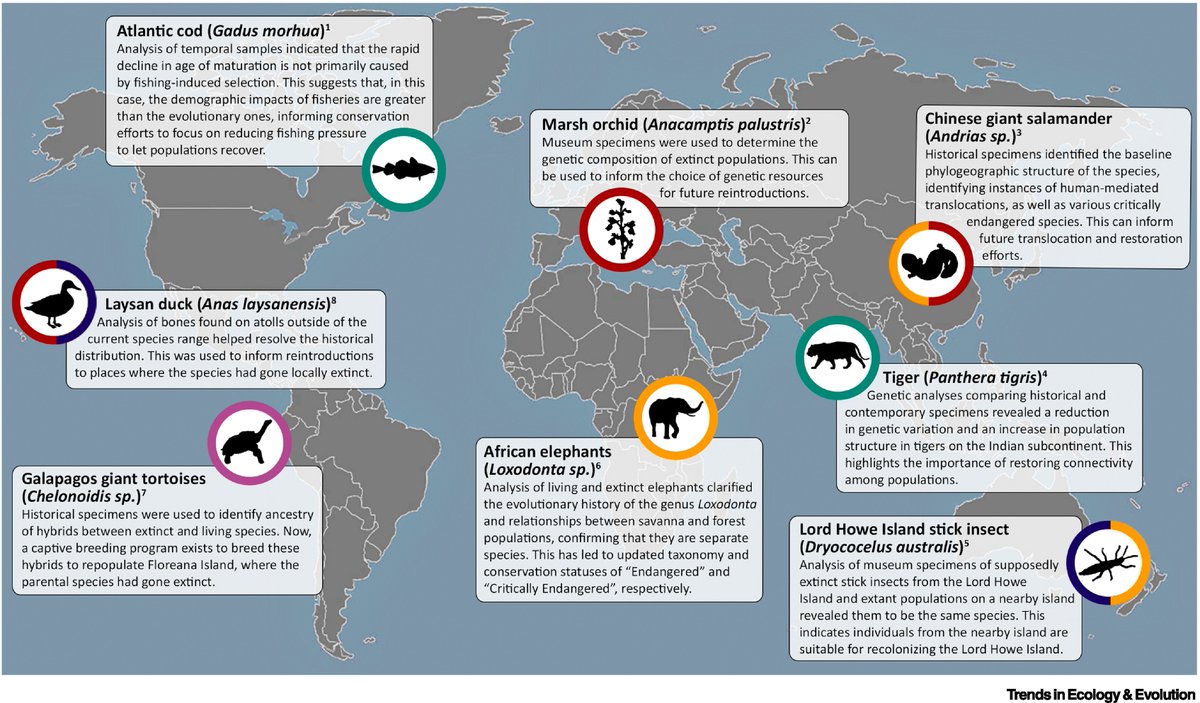 First outcome of my mission to bring more genetics into [elephant] conservation.
🐘🧬⌛️
In a new paper, we show examples of how aDNA has already helped conservation, including in African elephants.

📰 Ancient and Historical DNA in Conservation Policy ➡️ tinyurl.com/3tf4fbr9