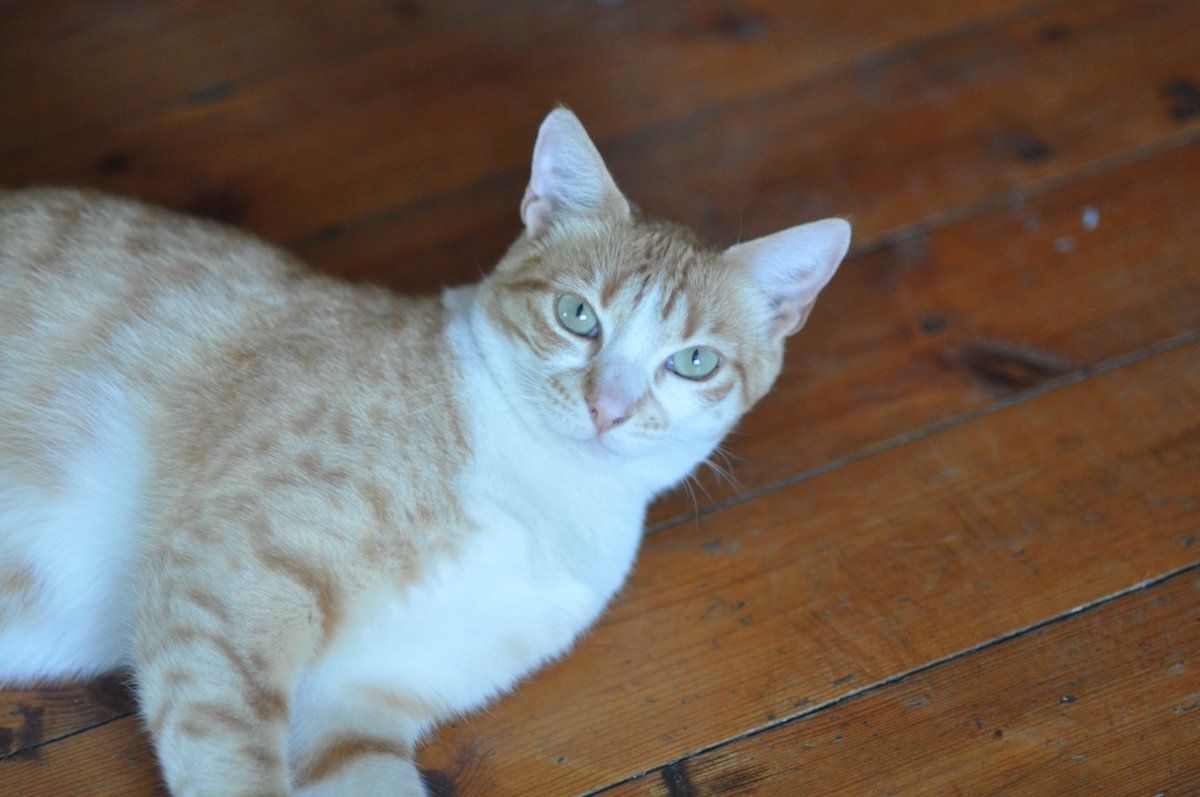 Looking for a loving home / foster for my beautiful girl as we are travelling for a few months and don’t have family here. She’s a dog like cat. Will greet you at the door (every time), plays fetch and loves cuddles. Good with dogs too.