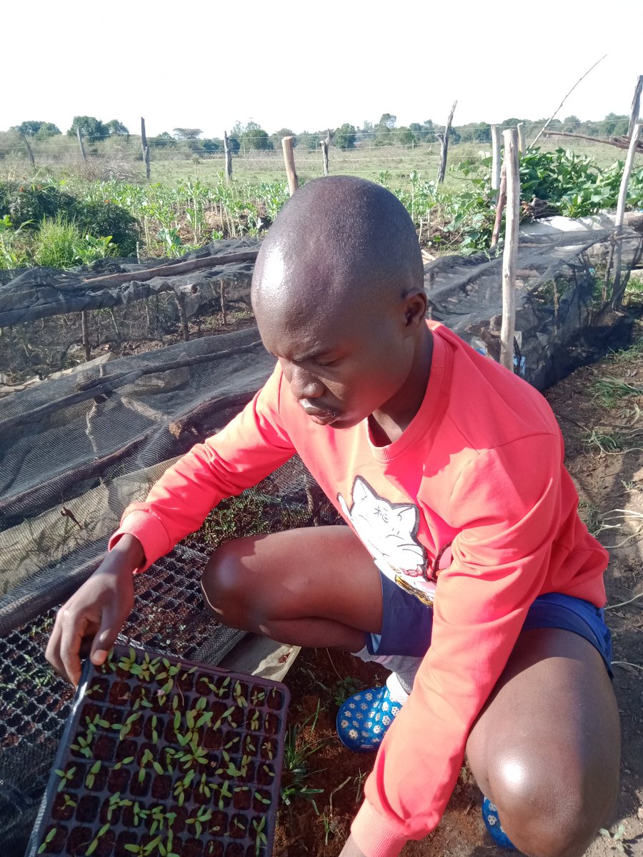 lekishonE's tweet photo. There is much to modify in agriculture especially on start ups, to reduce cost, for effectiveness, increase pace of production.. We spent a couple of months coming up with a low cost propagation unit with 95% germination. We are not in a demand ramp rather a production ramp. https://t.co/jIj6fSk0Xh