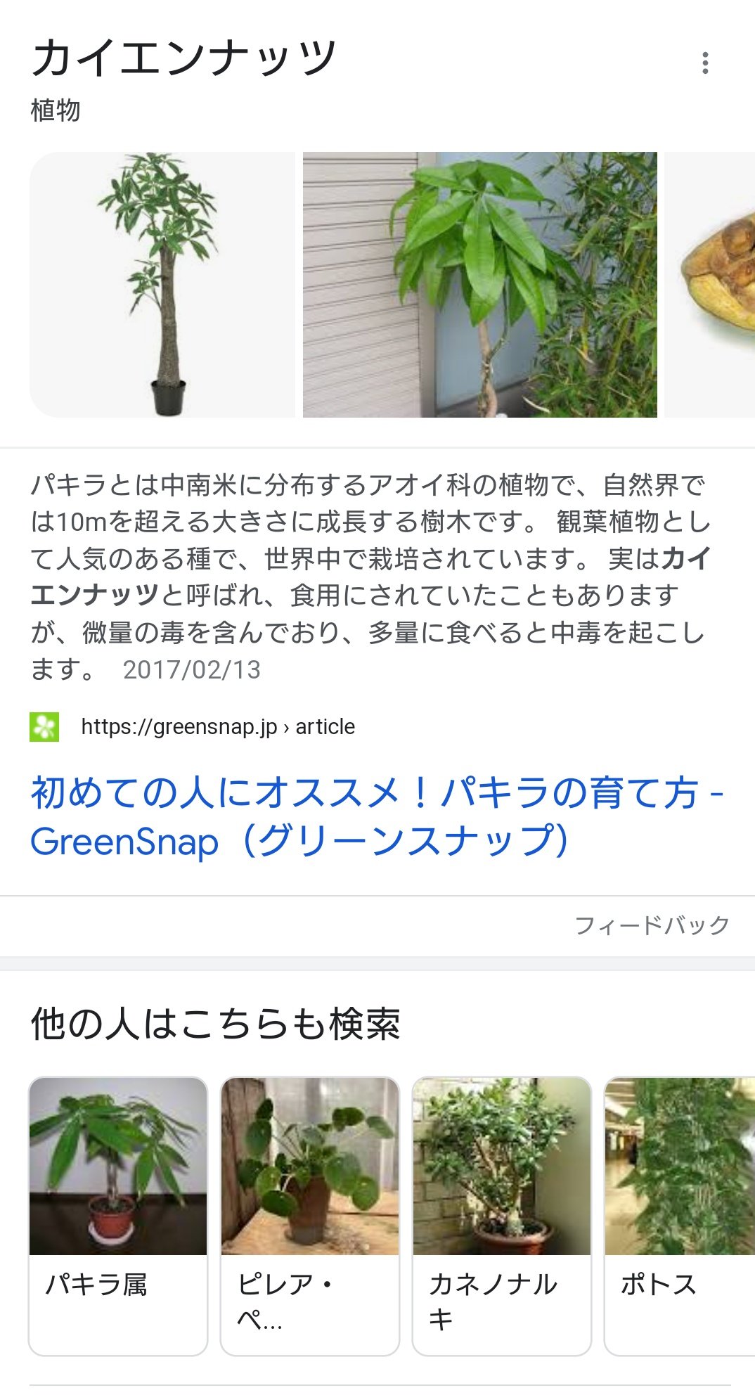 戯画シモン 職場の観葉植物 ウンベラータだと思ってたらgoogleレンズで検索してみたらカイエンナッツ パキラ だったみたい 似てると信じたい Googleレンズのおかげで植物の検索が楽になりました すんげー助かってます T Co Fxbiizjzkk 戯画シモン 職場の観葉植物 ウンベラータだと思ってたらgoogleレンズで検索してみたらカイエンナッツ パキラ だったみたい 似てると信じたい Googleレンズのおかげで植物の検索が楽になりました すんげー助かってます T Co Fxbiizjzkk