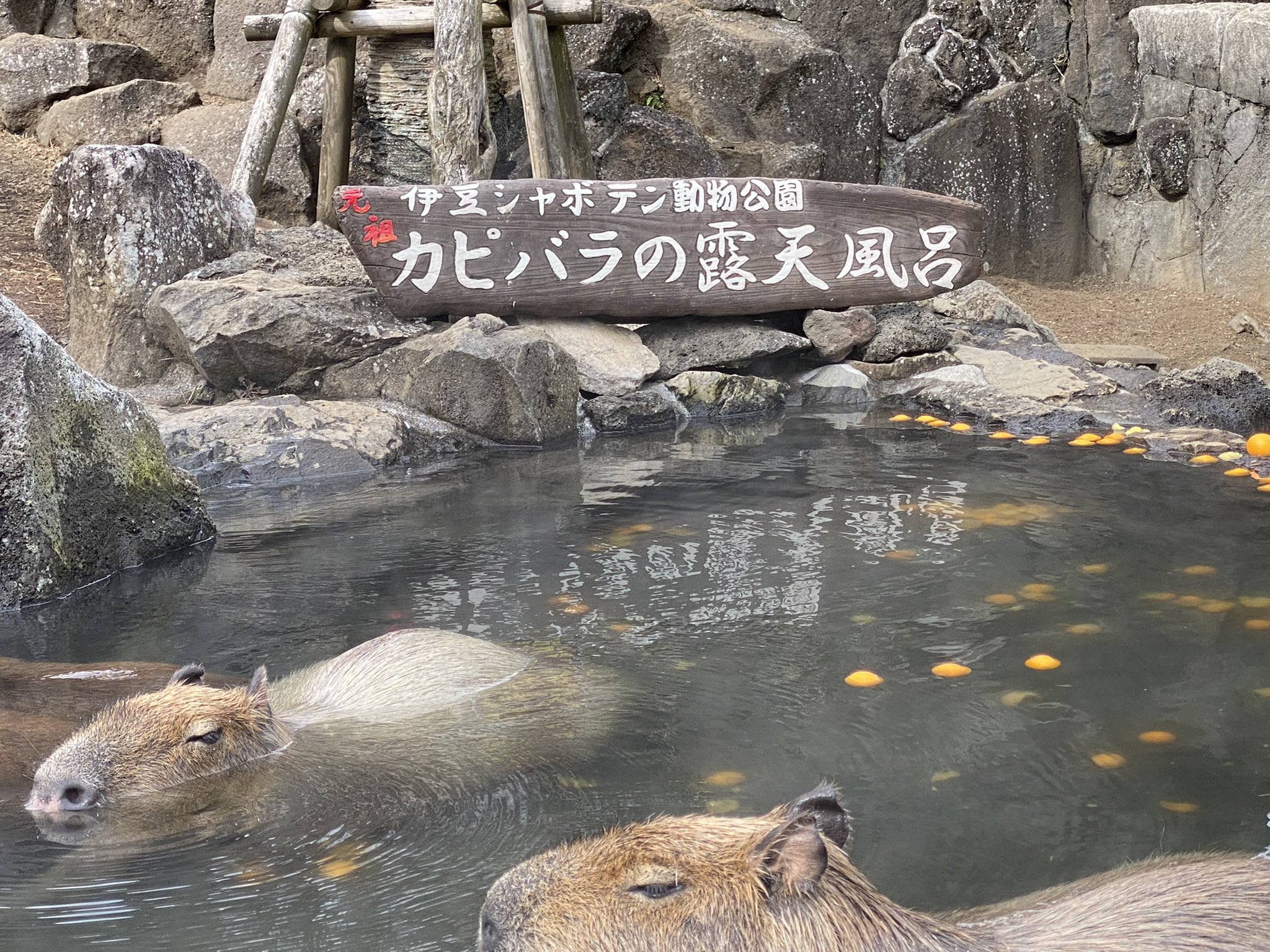 カピバラ温泉 Anazhthsh Twitter Twitter