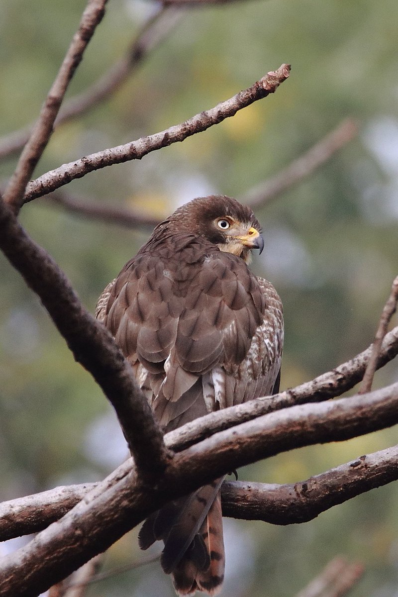 deep_chats's tweet photo. @Saket_Badola @IndiAves @Natures_Voice @Avibase @ThePhotoHour How about this guy? Taken at Tadoba Dec 21 https://t.co/X3L9DsJiuF