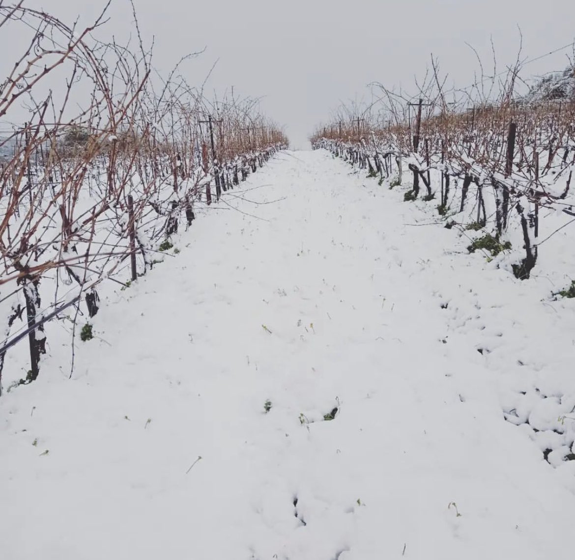 winesofcrete's tweet photo. This is how the vineyards in #Crete these days.  It’s a rare phenomenon in the island, but when it snows ❄️ we have these beautiful landscapes.
Stay safe! 
#winesofcrete 
Photo: #silvadaskalakiwinery 
@winewankers https://t.co/AcrK1hexTQ