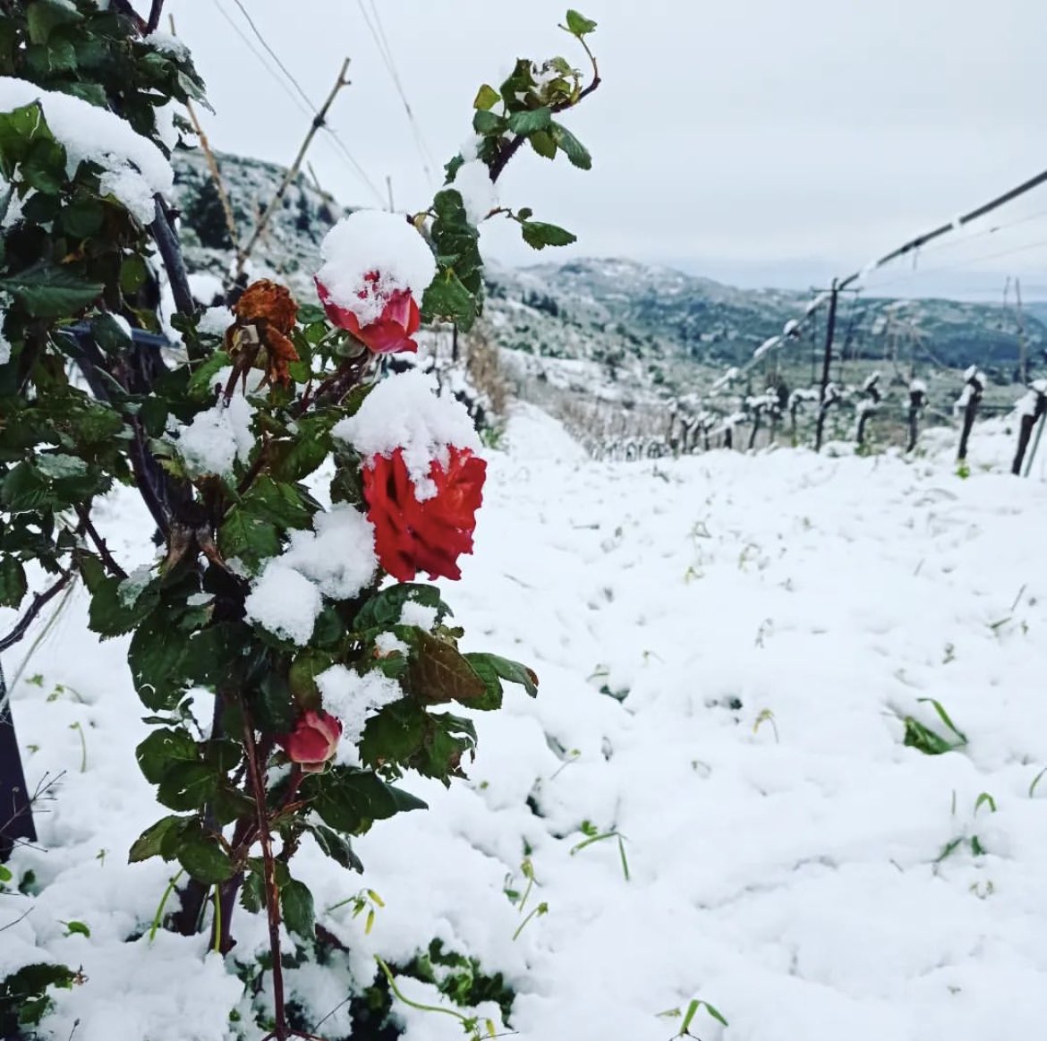 winesofcrete's tweet photo. This is how the vineyards in #Crete these days.  It’s a rare phenomenon in the island, but when it snows ❄️ we have these beautiful landscapes.
Stay safe! 
#winesofcrete 
Photo: #silvadaskalakiwinery 
@winewankers https://t.co/AcrK1hexTQ