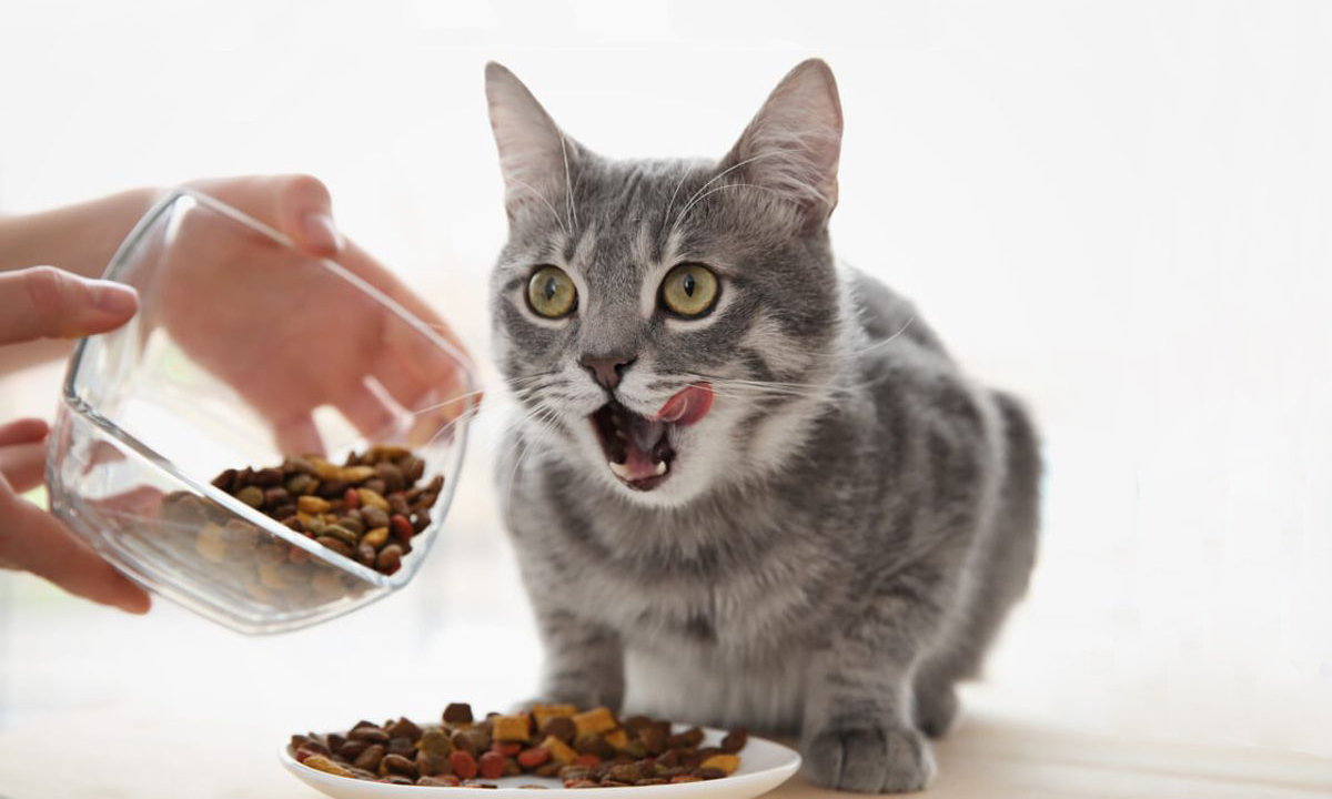 Almanimalcom's tweet photo. El pienso hipoalergénico para gatos es un alimento formulado especialmente para mejorar el proceso digestivo y la salud en general de estos pequeños felinos.

https://t.co/Sjc03rKmoy https://t.co/etTt42HIWp