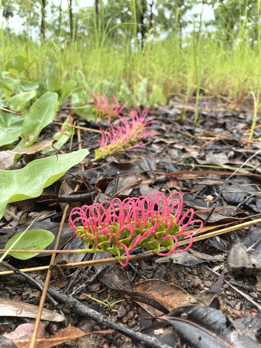 Twitter, may I introduce to you Grevillea goodii 😍