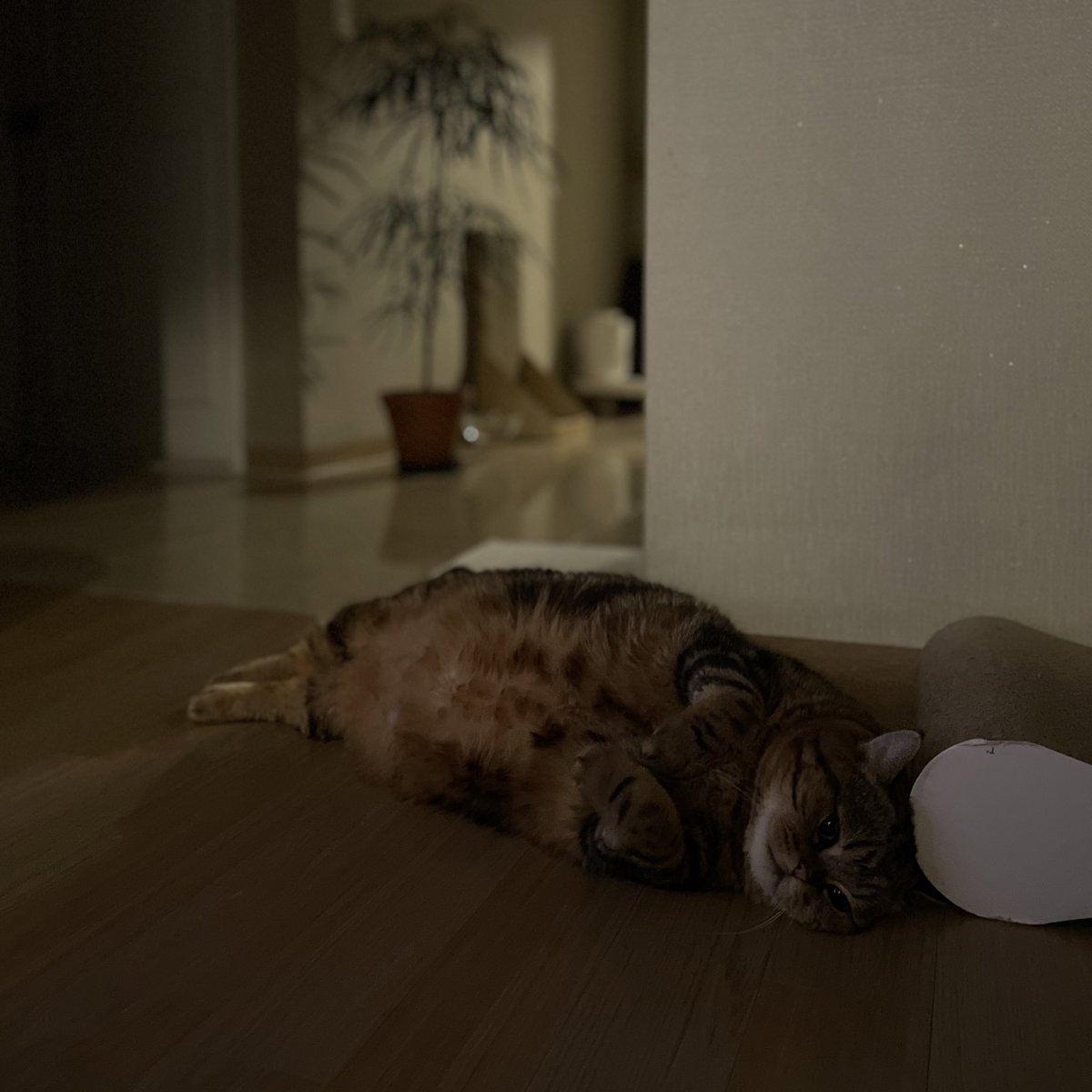 좀처럼 식빵 굽는 일이 없는 고영