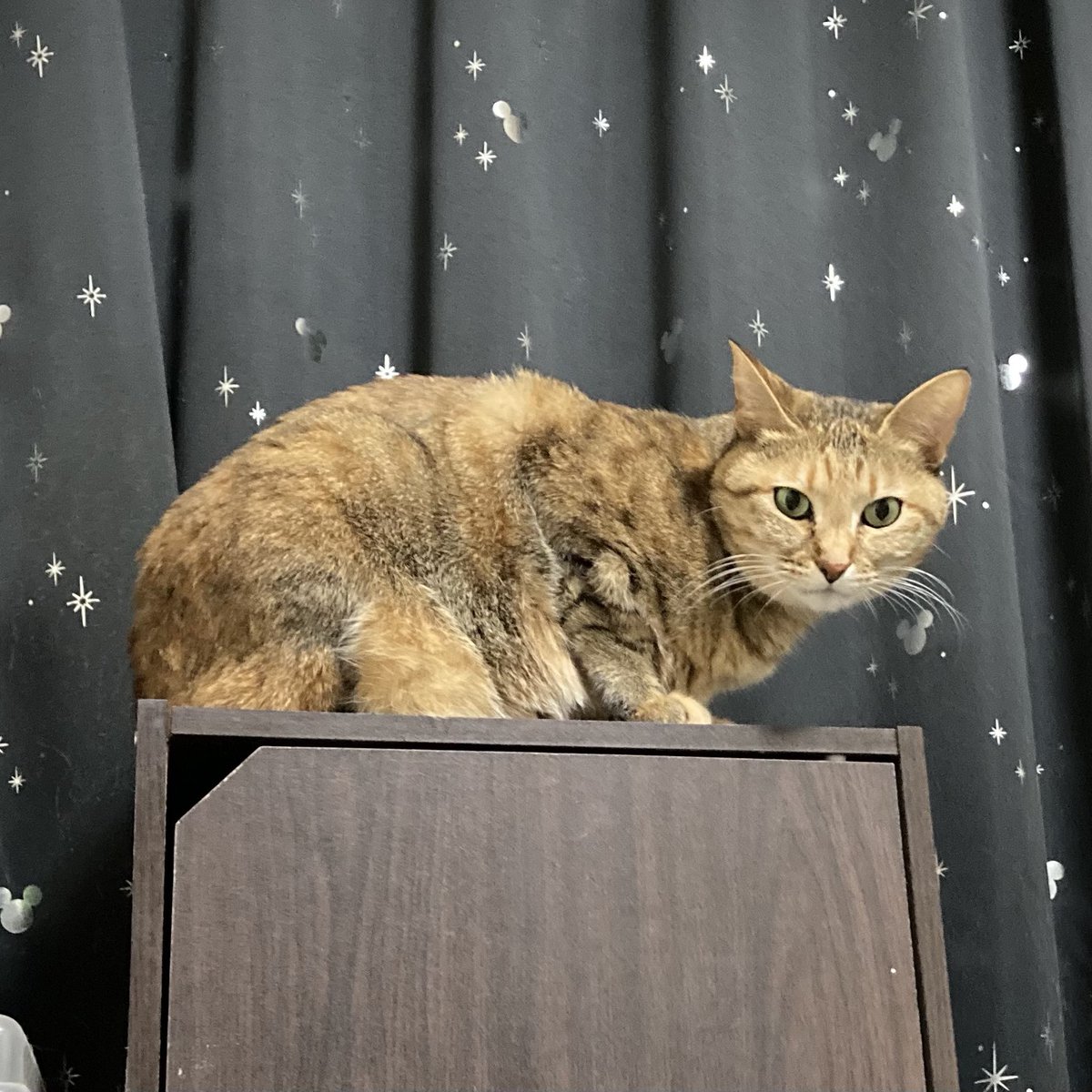 交響詩篇エウレカセブン ポケットが虹でいっぱい 最新情報まとめ みんなの評価 レビューが見れる ナウティスモーション