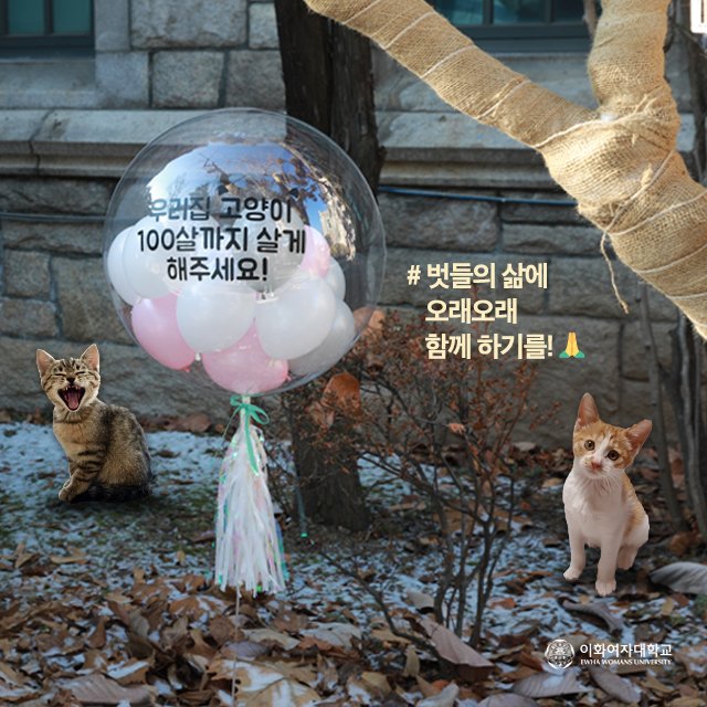 [What’s your wishes #2] “I want my cat to be with me for 100 years.” May 2022 be filled with happiness 🌟 #what’syourwishes #wishes_on_a_balloon #live_together #Ewhawomansuniversity #EWHA #UNIV 이미지