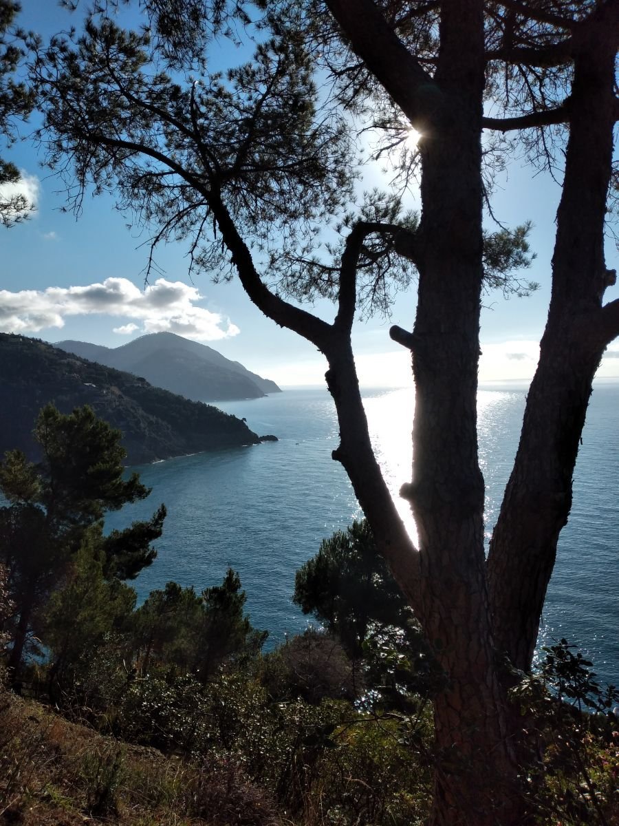 Simonetta tweet media