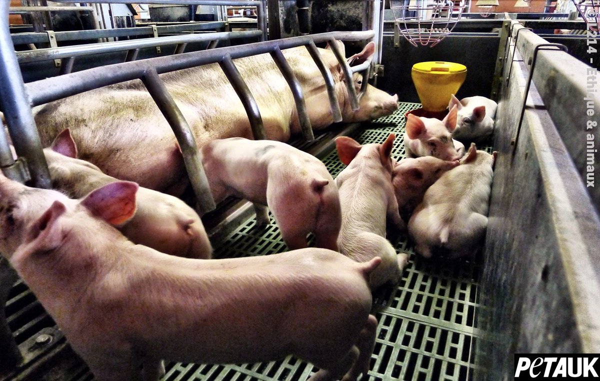 PETA UK tweet media