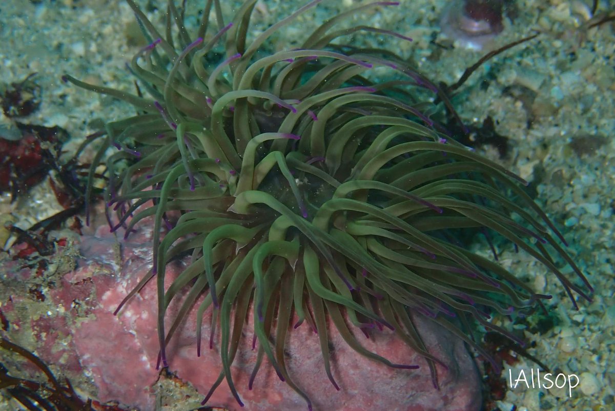 Snakelocks anemone (Anemonia viridis) 🐍🐍🐍
#underwaterscilly
