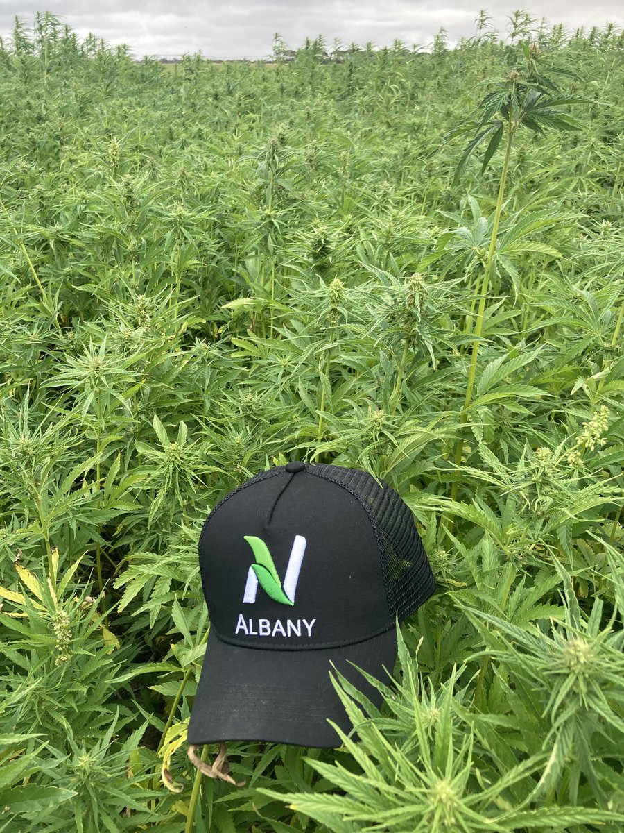 Great to see our summer cropping trials looking so great. Trying to look at how to make money out of a small bucket of water, even after a wet year. Credit to <a href="/Kieran_Zilm/">Kieran Zilm</a> for the work so far. Working with <a href="/GRDCWest/">GRDC West</a> <a href="/Stirlings2Coast/">Stirlings to Coast Farmers</a> and <a href="/NutrienWAagri/">Nutrien WA Agronomy</a>. Thanks to <a href="/jezwalks/">Jeremy Walker</a>