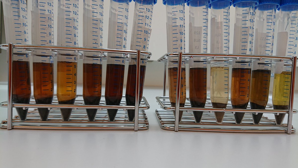 steven_degoede's tweet photo. These past weeks I've been busy in the lab again 👨‍🔬 Extracting #ergosterol from soil to check for differences in fungal biomass 🍄🌳 A whole range of browns, yellows and greens have passed my bench, just a sample for another episode of the #colors of #soil. 👇(1/2) https://t.co/zDnXlo0JKX