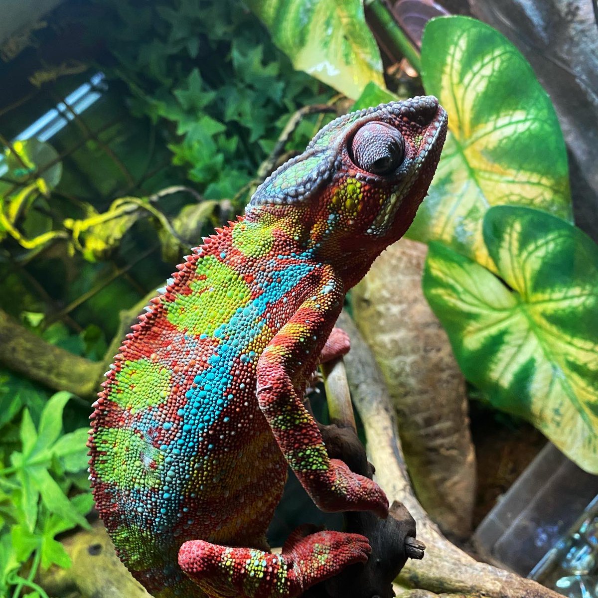 Beautiful colours #pascal #chameleon <a href="/LavenhamFalcon/">Lavenham Falconry</a>