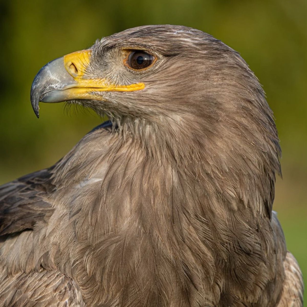 Eagles at lavenham falconry #birds #birding #birdwatching #conservation #birdphotography <a href="/LavenhamFalcon/">Lavenham Falconry</a>