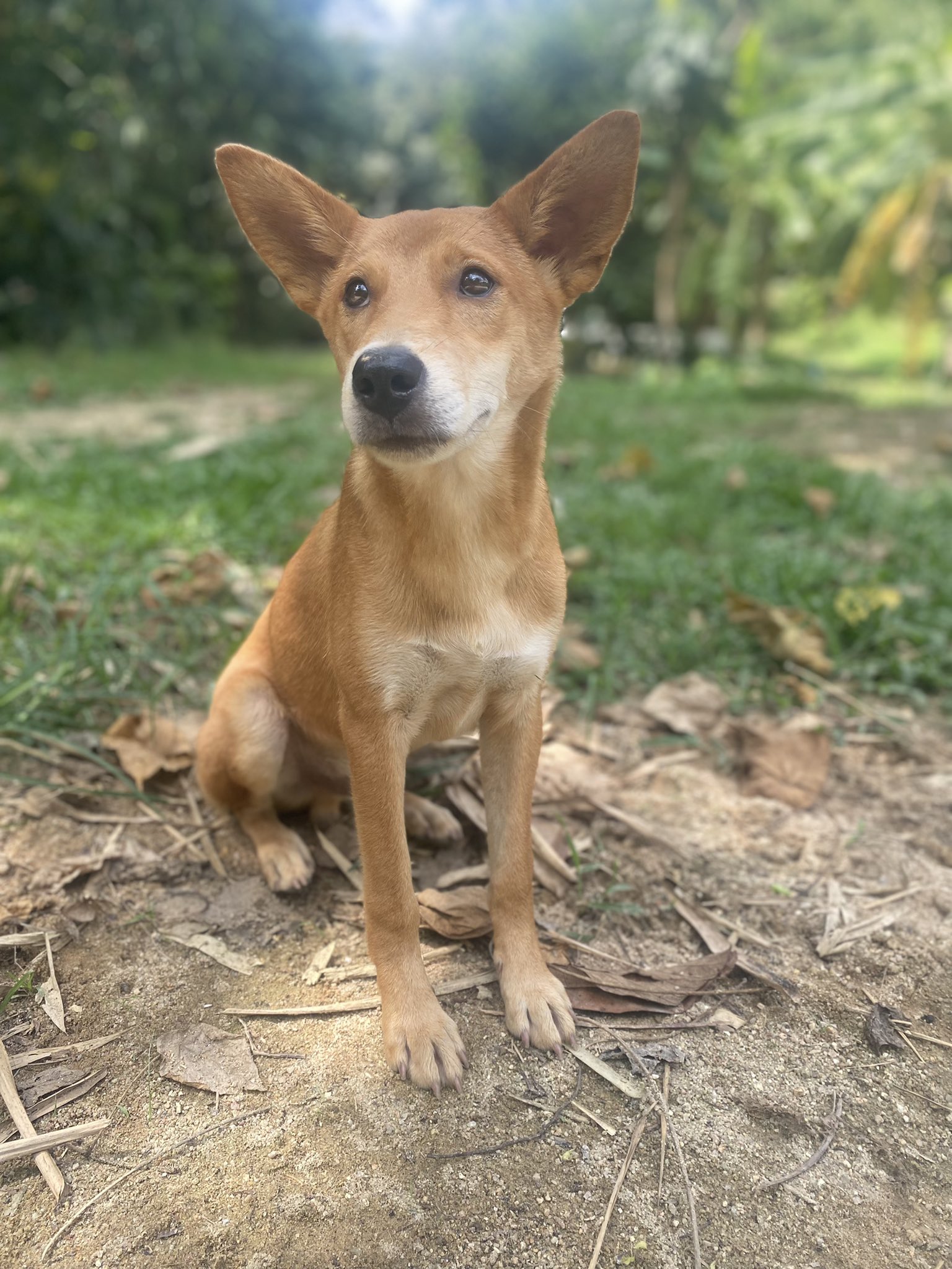 How Much To Keep A Dog Per Month