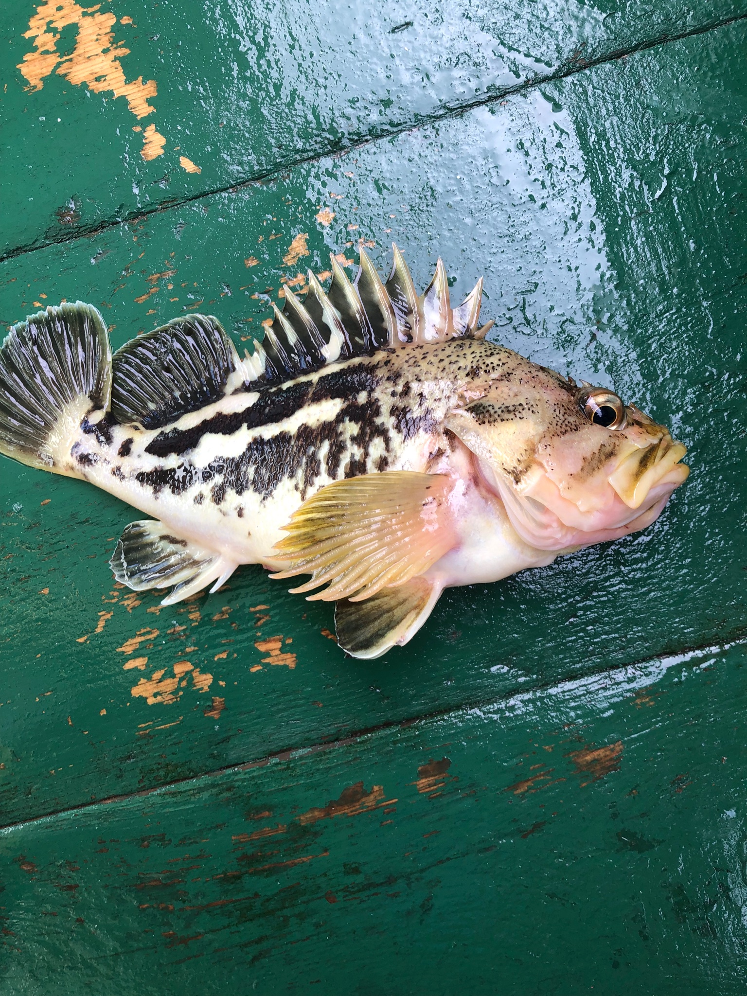 魚博士 Twitter Search Twitter
