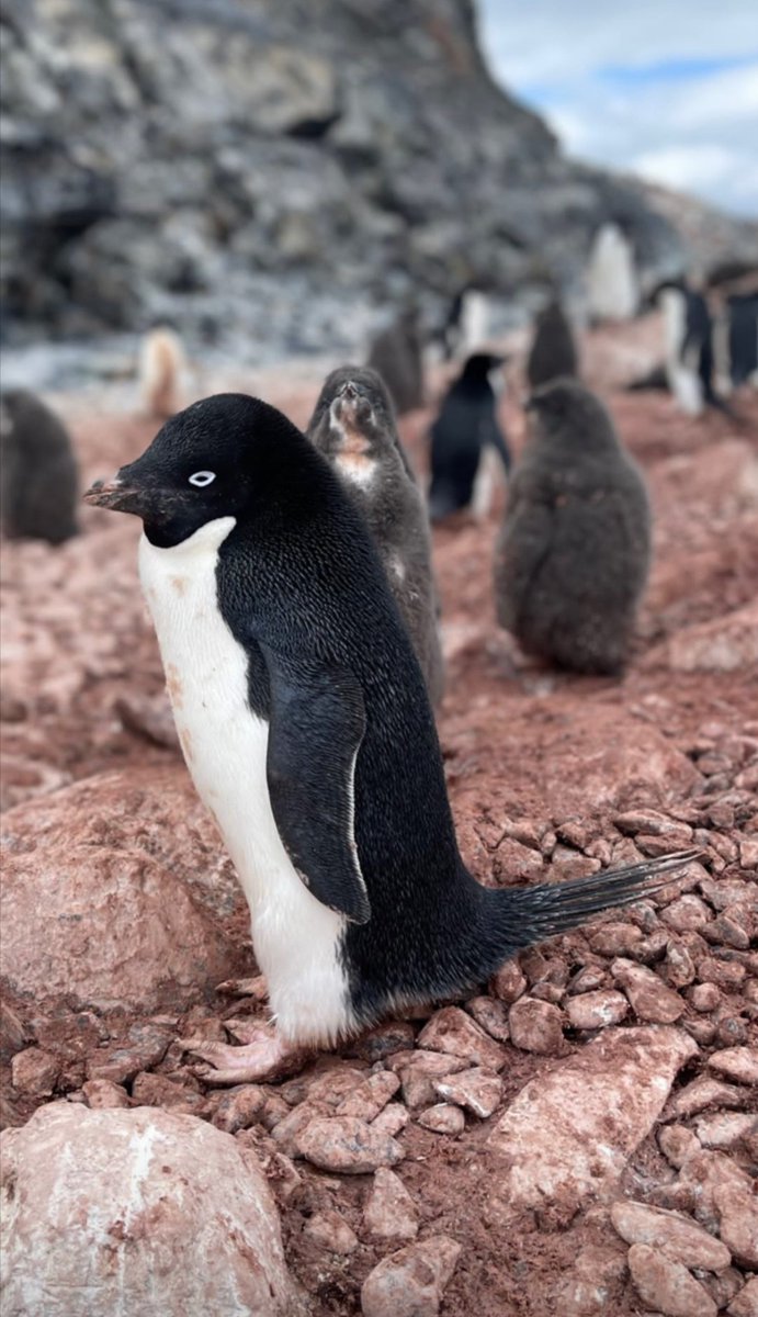 EngineeringMerc's tweet image. Amaneciendo con los amigos pinguinos, muy sociables por lo demás 🐧🇦🇶