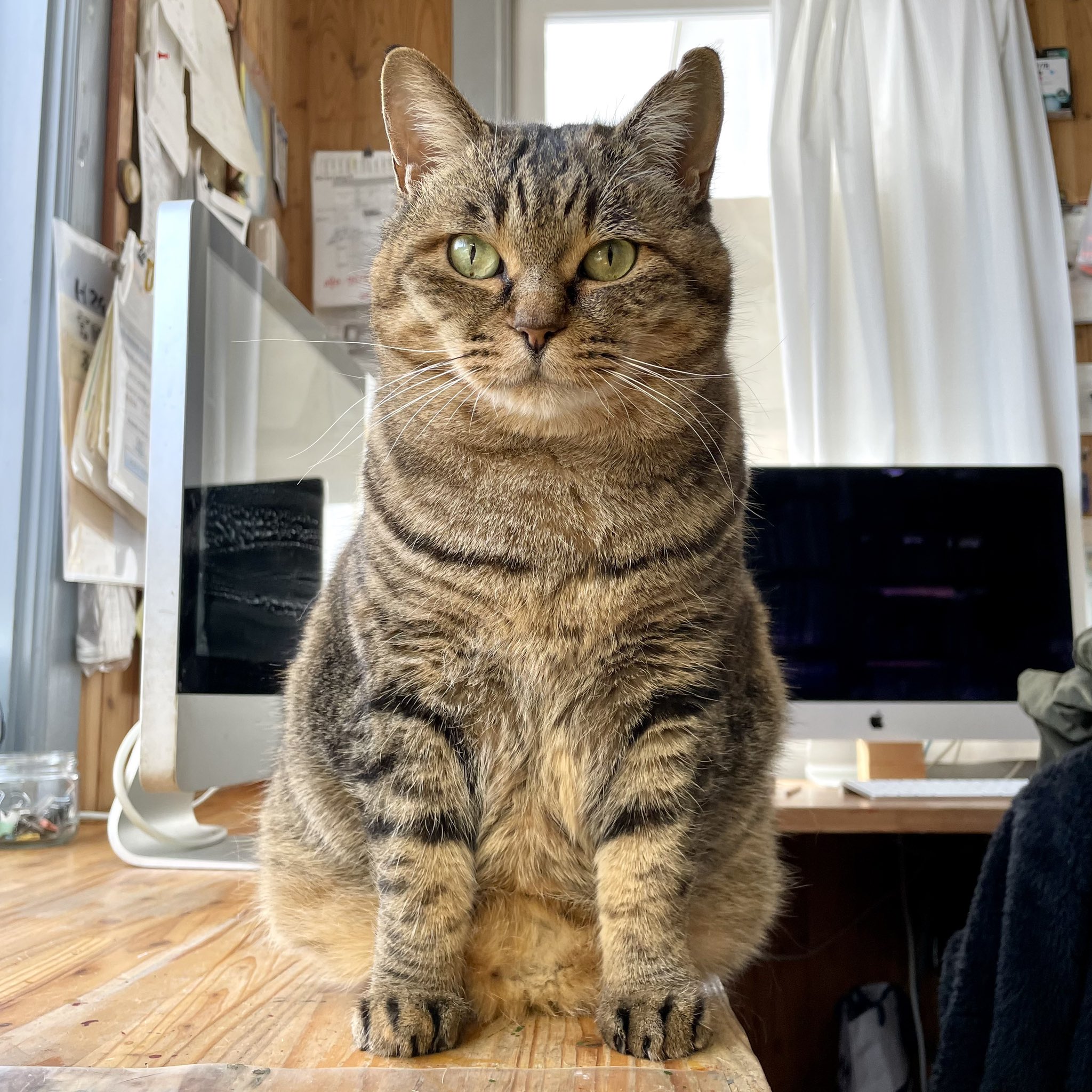 猫ココ 山口 一郎 on X: 