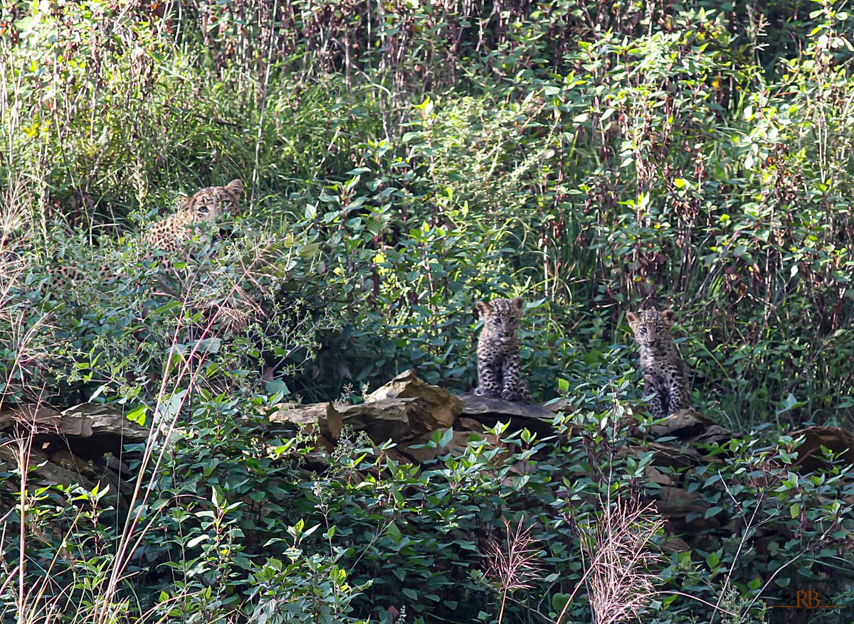 Leopard mother with two cub....
Pauri Garhwal 
Uttrakhand 
India 
#leopord #wildlifephotography #uttrakhandforest