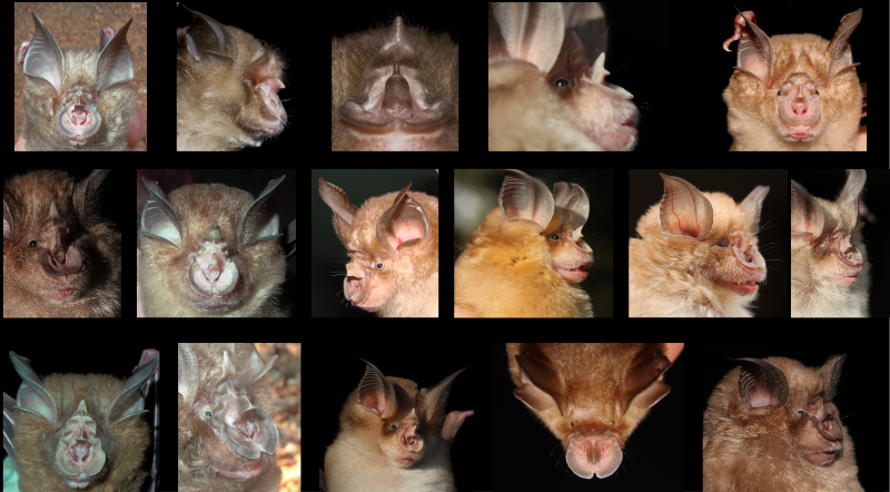 Are bats special viral reservoirs? A new milestone study by <a href="/roryjgibb/">Rory Gibb</a> et al. demonstrate that host-level viral diversity in wild mammals is unstable and biased. No data are particularly supporting #bats as 'special' #viral reservoir. A thread. 1/12
doi.org/10.1098/rsbl.2…
