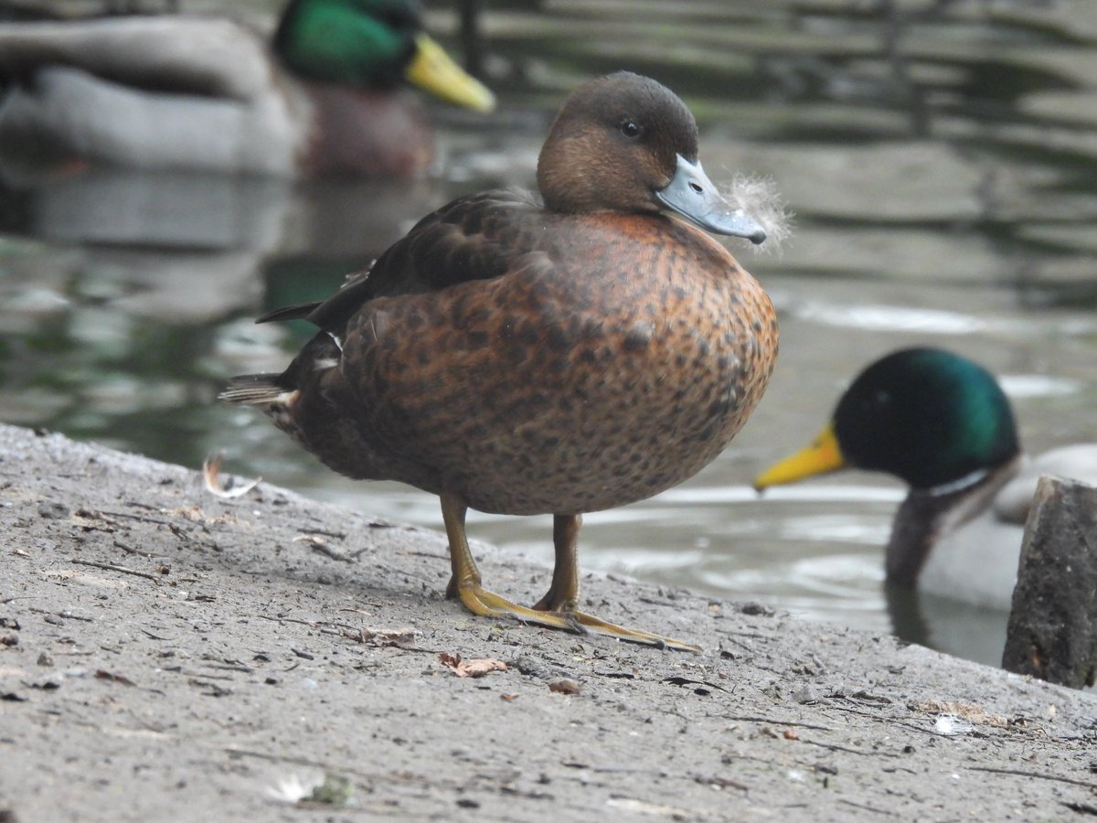 Harry Halstead (@harryhalstead6) on Twitter photo Hi I went to Lamorbey Park Today at Sidcup and was Wondering what this duck is.
<a href="/BexleyBirding/">Bexley Wildlife</a> #Duck #DUCKS #hybrid #birdwatching #birds #sidcup Hi I went to Lamorbey Park Today at Sidcup and was Wondering what this duck is.
<a href="/BexleyBirding/">Bexley Wildlife</a> #Duck #DUCKS #hybrid #birdwatching #birds #sidcup