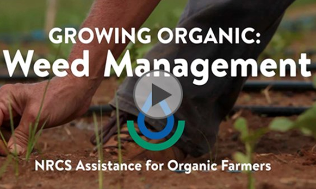 USDA_NRCS's tweet photo. Organic farmers can manage weeds without chemicals. Here’s how: https://t.co/mqobW0l65C https://t.co/TkQipZwigL