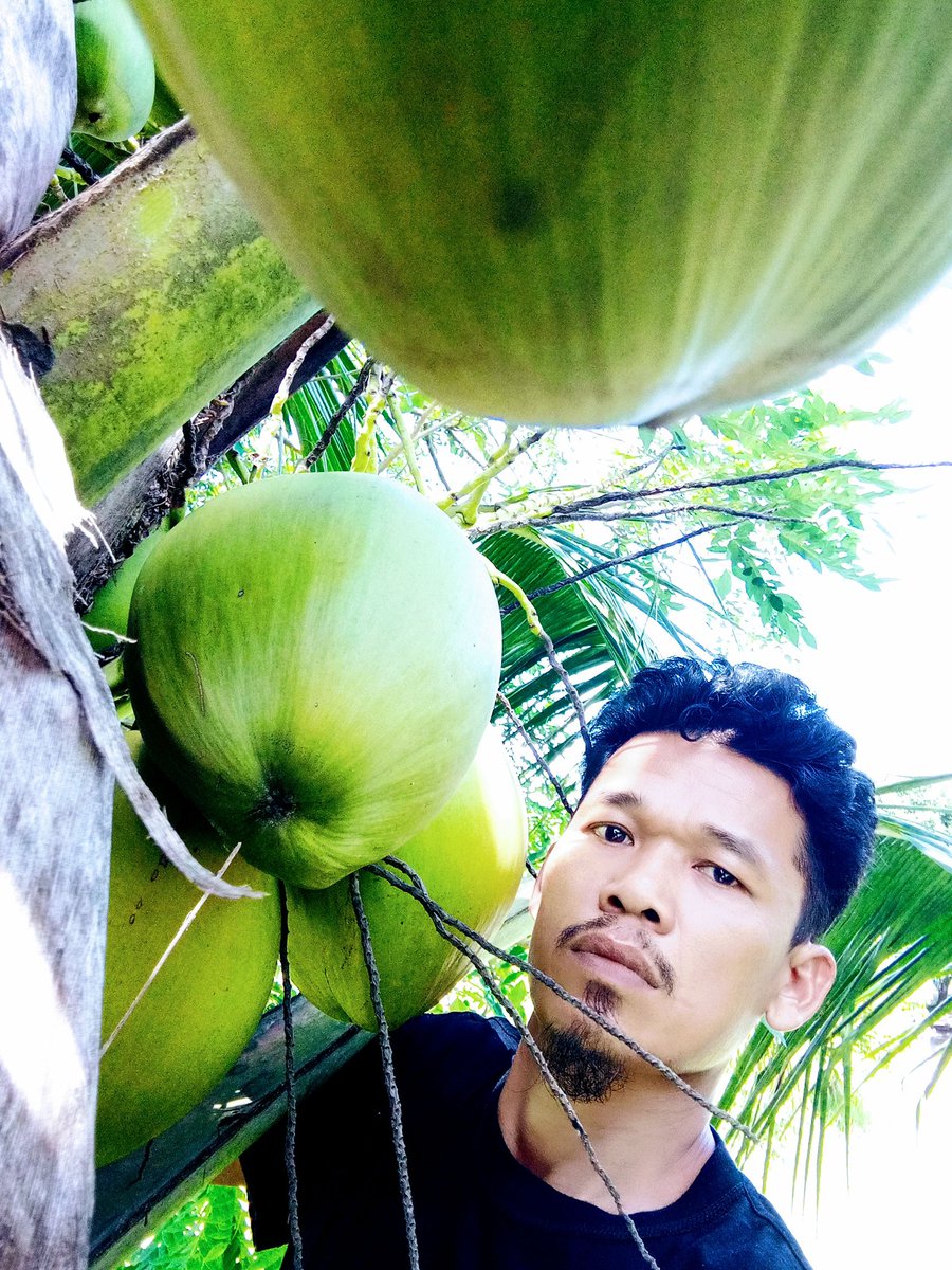 domercasio's tweet photo. Buah kelapa ijo https://t.co/o50mGG7UbQ