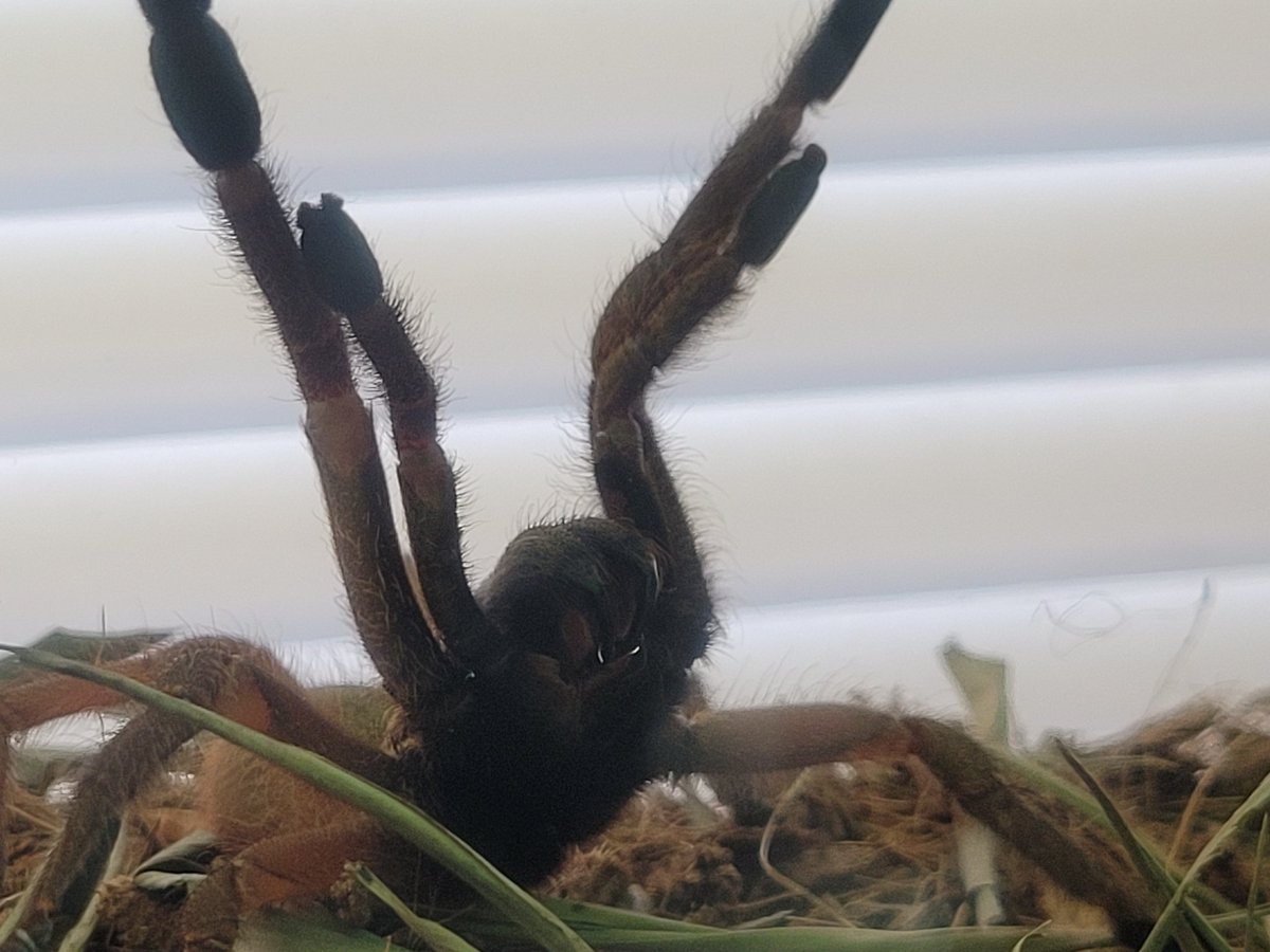 Wildthing1177's tweet photo. Meet Jr. An Emerable Skeleton Tarantula. ((Ephebopus uatuman) is a very defensive species. As you can see, the venom dripping from its fangs. He doesn't like to be held much. Haha https://t.co/0uf1Srni9f