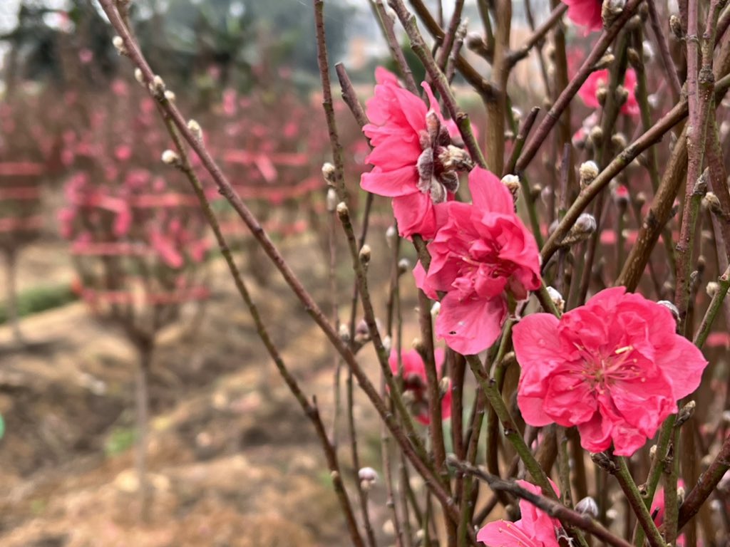 又是一年桃花灿烂时，虎年虎虎生威