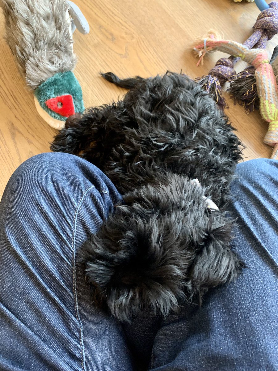 Play, play, play, play, play, play. Done. #SchnauzerGang #DogsofTwittter