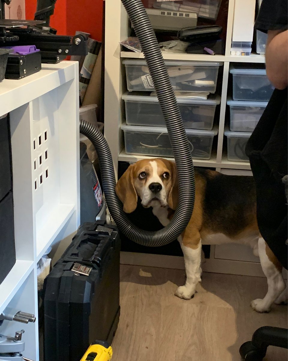 The #beagle excels at finding trouble in both likely and unlikely places. #beaglefacts 

📷 <a href="/BandanaBeagle/">Haruki</a> / Twitter