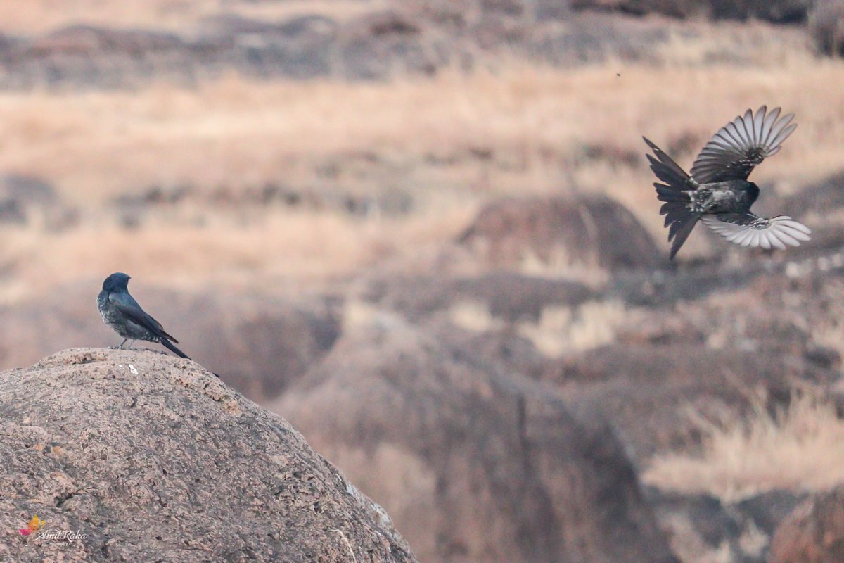 AmitRaka's tweet photo. Drongo: Wow nice move bro!😀
INDIAN Bul-bul: showing stunts!!

@CornellBirds @BirdWatchDaily 
@DigitalCameraW 
#indianbulbul #drongo #birds #canonphotography https://t.co/i6FjDU3nhJ