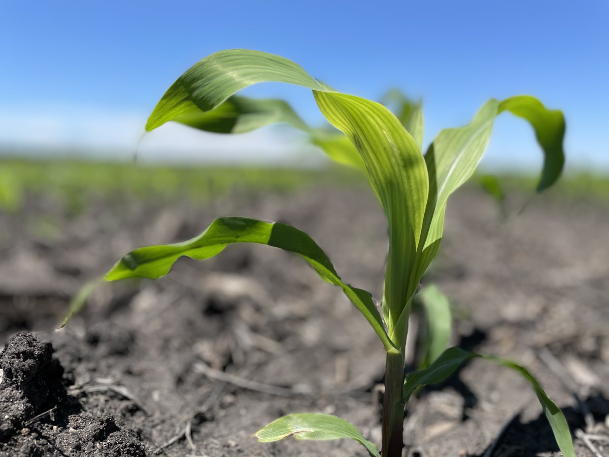 blueriverseed's tweet photo. Feels like -26 outside this morning...let's all go to a place where the sun is warm and the air smells like freshly turned soil...mmmm...much better.  #myhappyplace   . https://t.co/LtVjiLNdFM