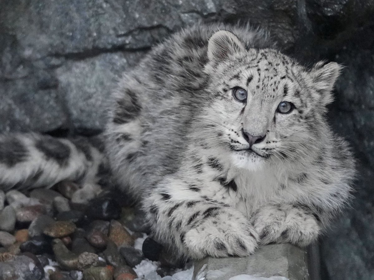 RikuLite's tweet photo. お澄ましユーリちゃん。
#ユキヒョウ #旭山動物園 https://t.co/hlbZ0glIwe