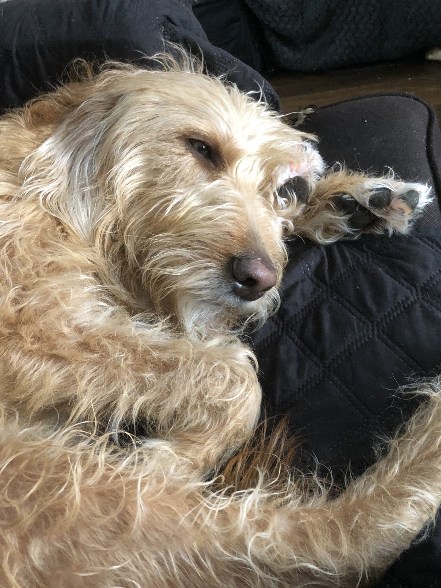 Lottie on X: Not a great morning, Lottie collapsed in the snow on our walk  this morning but was able to get up long enough to get home. Hoping that we  get